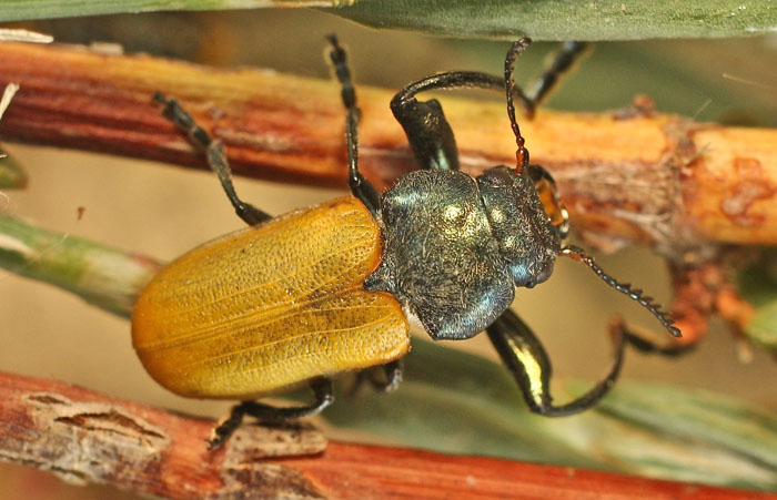 from Cyprus: Chrysomelidae, Labidostomis sp, male