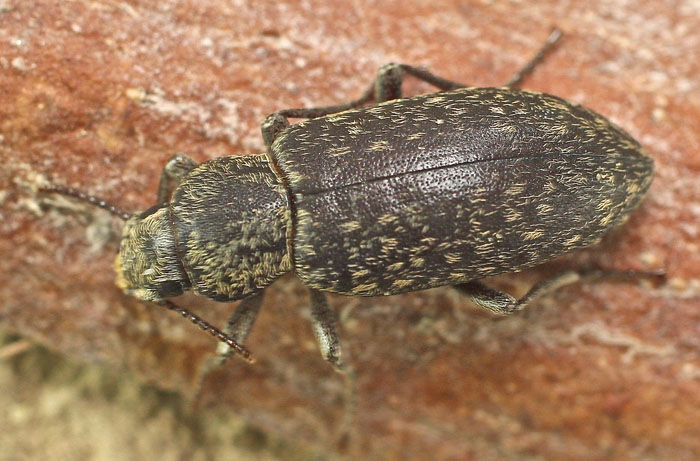 from Cyprus: Tenebrionidae Epitragini, Hymatismus villosus