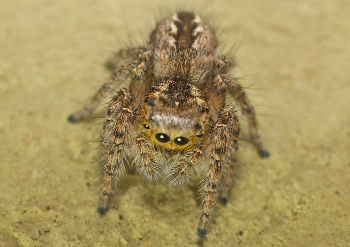 Philaeus chrysops, femmina - Mia Milia (isola di Cipro)