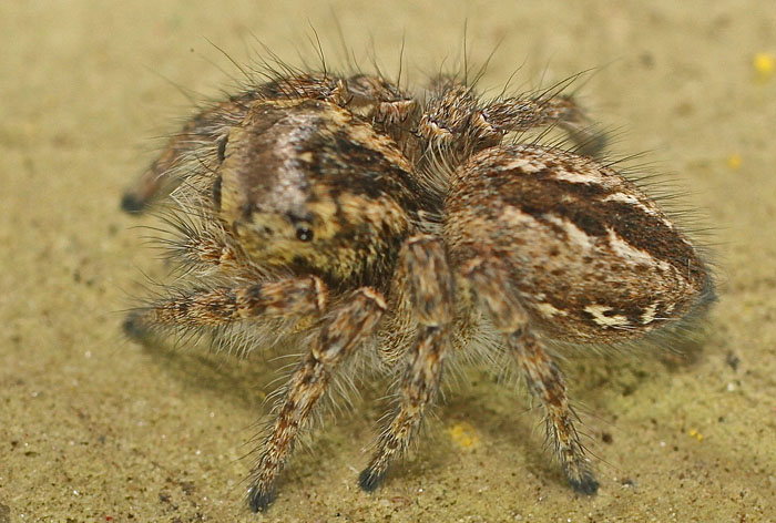 Philaeus chrysops, femmina - Mia Milia (isola di Cipro)