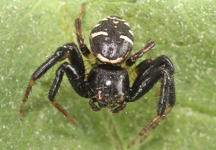 Synema sp. - Aphendrika (isola  di Cipro)