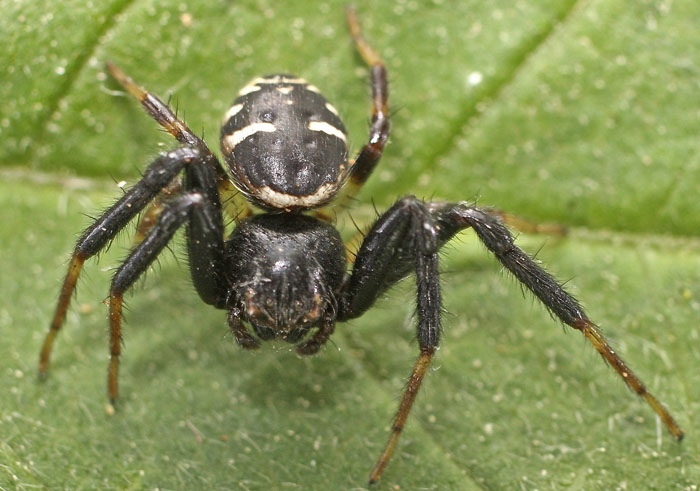 Synema sp. - Aphendrika (isola  di Cipro)