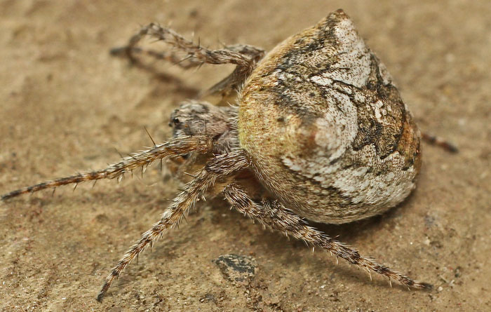 An Araneid spider from Cyprus