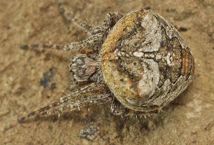 An Araneid spider from Cyprus