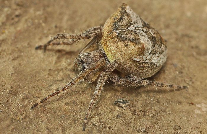 An Araneid spider from Cyprus