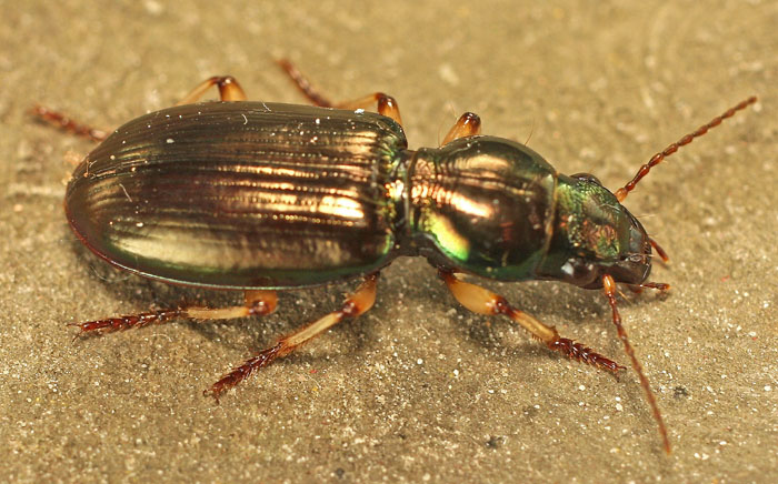 A Carabid beetle from Cyprus: Broscus nobilis