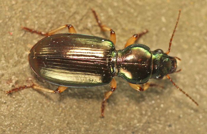 A Carabid beetle from Cyprus: Broscus nobilis