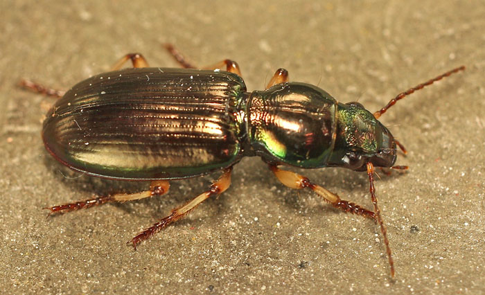 A Carabid beetle from Cyprus: Broscus nobilis