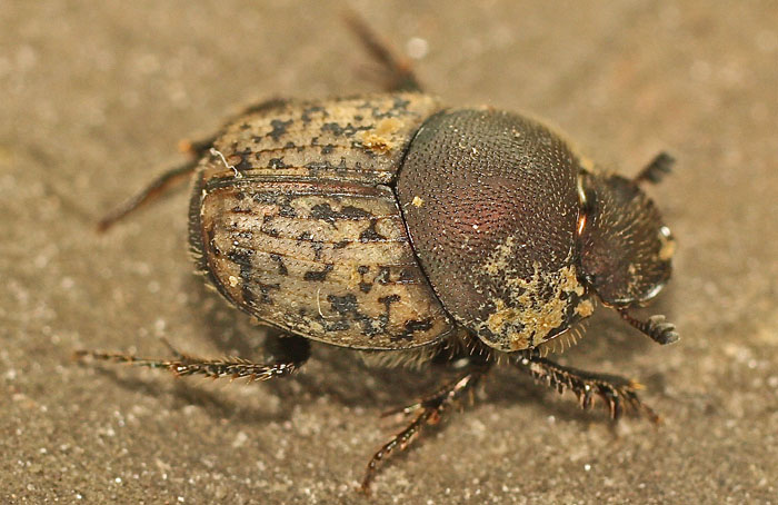 A Scarabaeid species from Cyprus:  Onthophagus (Palaeonthophagus) opacicollis