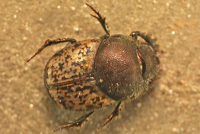 A Scarabaeid species from Cyprus:  Onthophagus (Palaeonthophagus) opacicollis