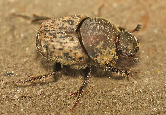 A Scarabaeid species from Cyprus:  Onthophagus (Palaeonthophagus) opacicollis