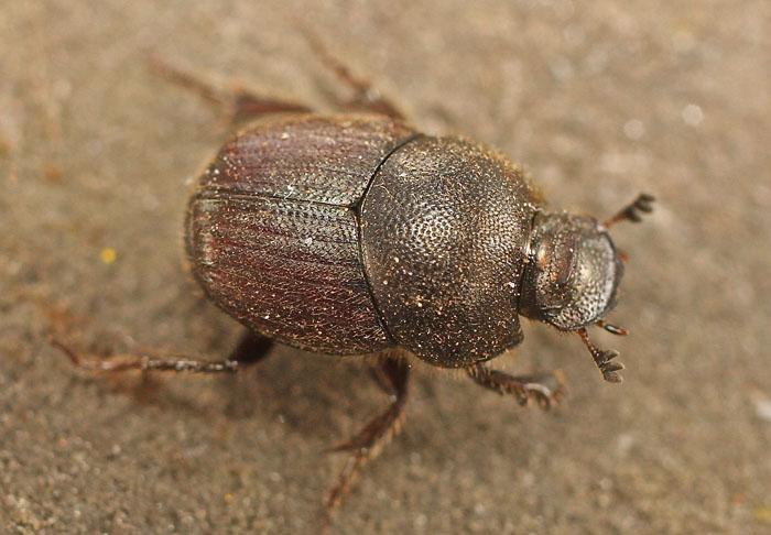 Another Scarabaeid from Cyprus: Onthophagus (Palaeonthophagus) ruficapillus