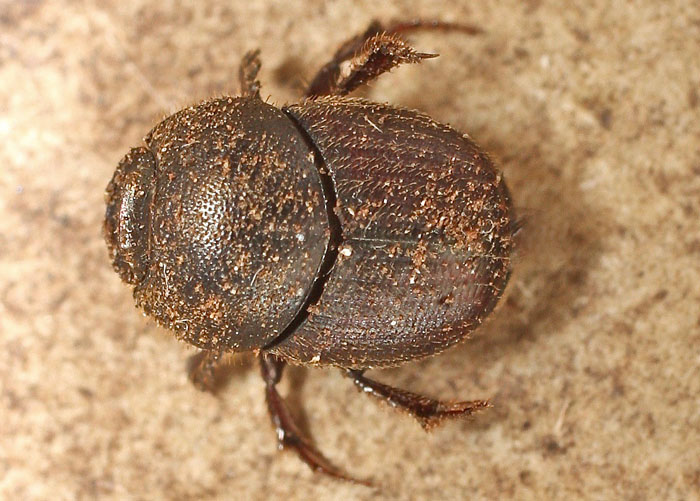 Another Scarabaeid from Cyprus: Onthophagus (Palaeonthophagus) ruficapillus