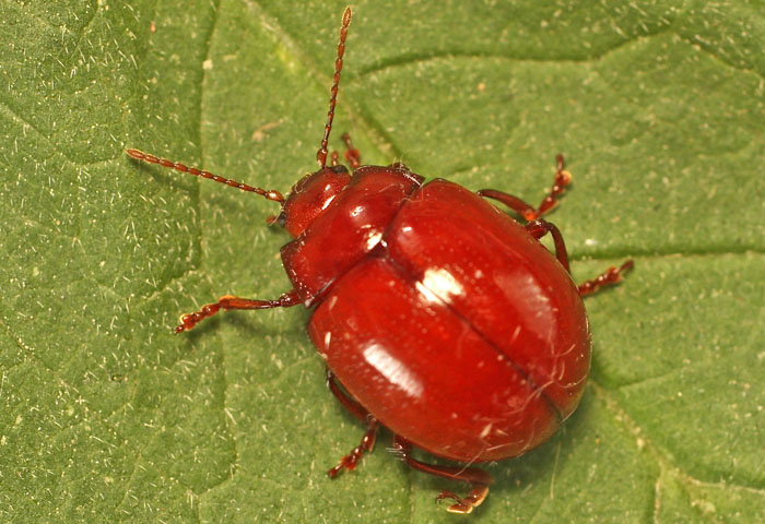 A Chrysomelid from Cyprus