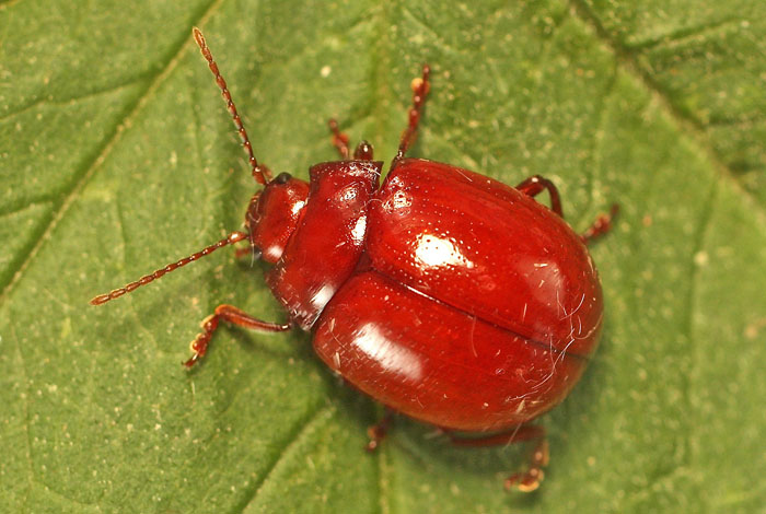 A Chrysomelid from Cyprus