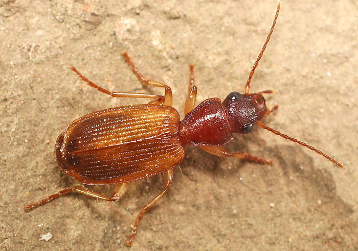 A brown Carabid from Cyprus: Cymindis adusta