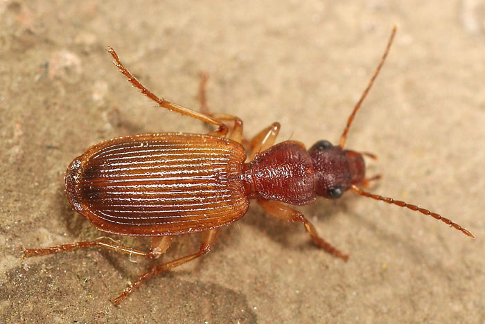 A brown Carabid from Cyprus: Cymindis adusta