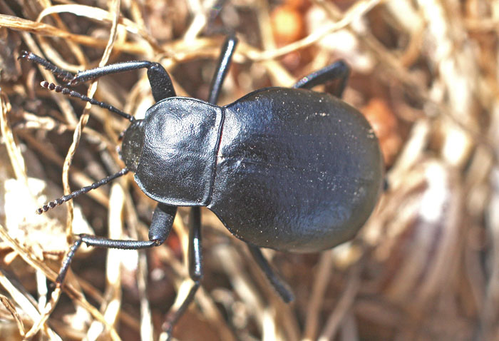 A Blaps species from Cyprus