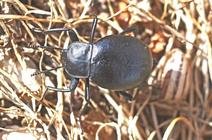 A Blaps species from Cyprus