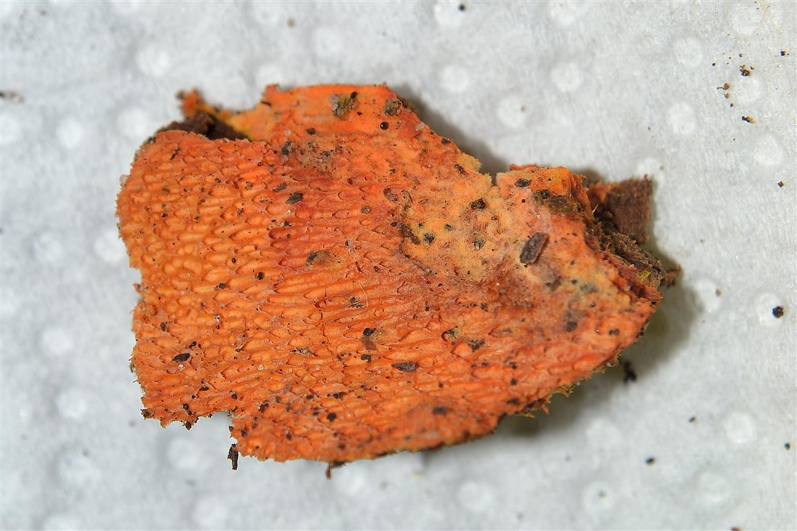 Ricomparsa! (Auriporia aurulenta)
