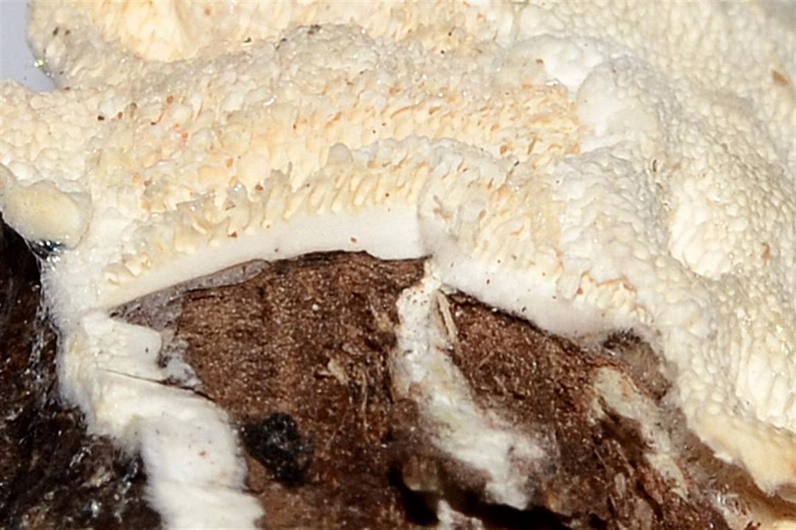 Piccola Polyporacea da determinare (Trametes ochracea)
