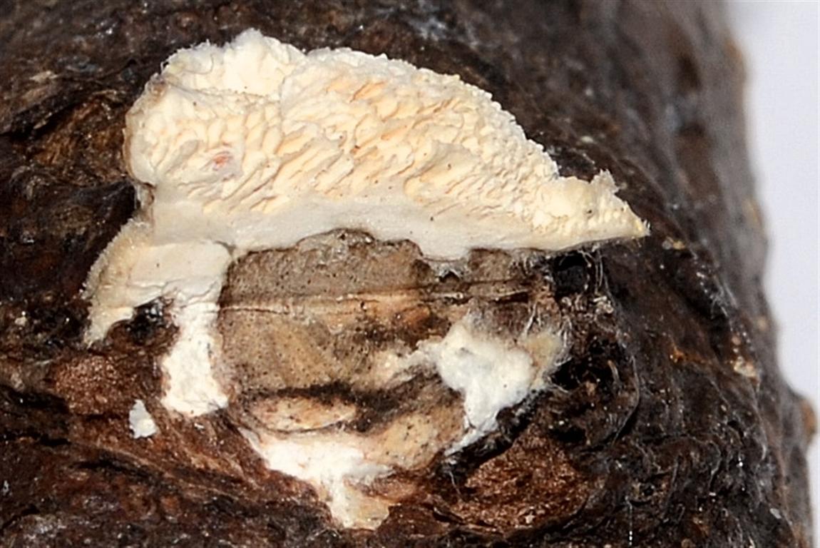 Piccola Polyporacea da determinare (Trametes ochracea)