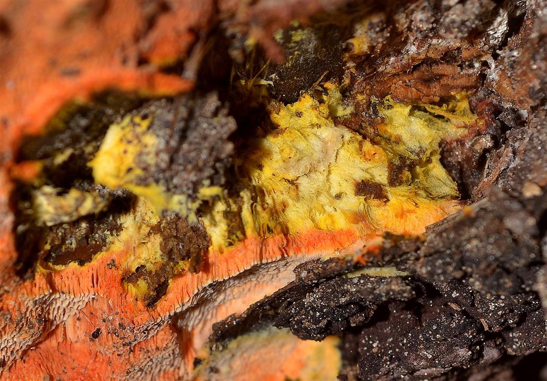 Ricomparsa! (Auriporia aurulenta)