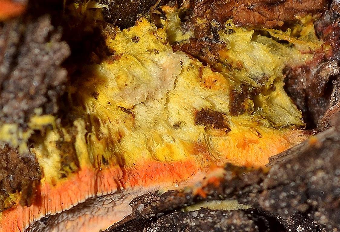 Ricomparsa! (Auriporia aurulenta)
