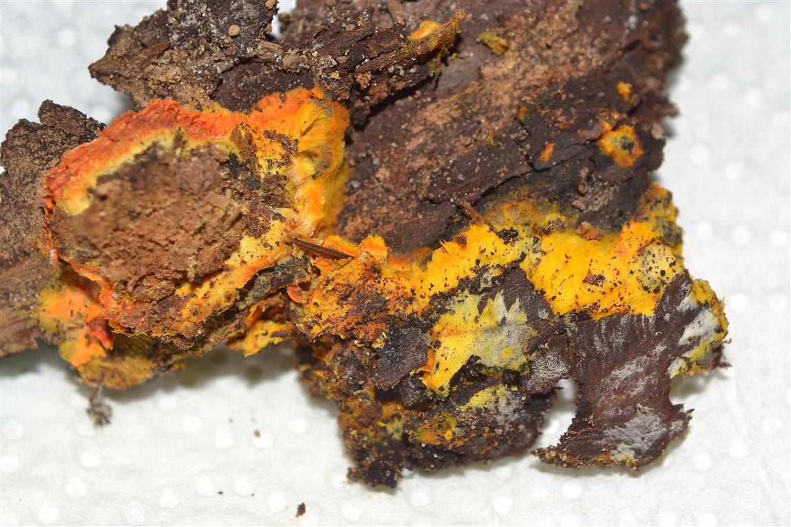 Ricomparsa! (Auriporia aurulenta)