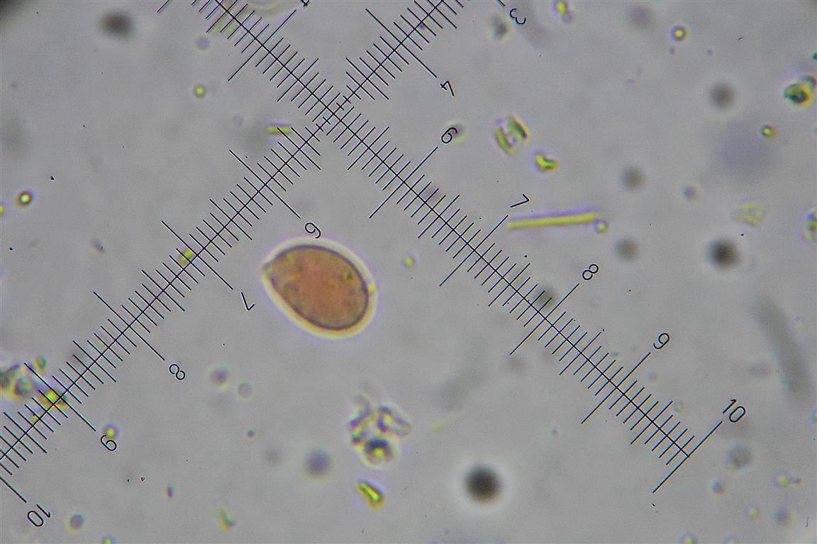 Ancora Corticium meridioroseum? (Corticium meridioroseum)