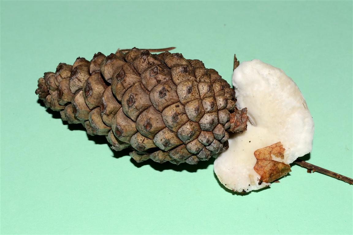 Oligoporus? (Postia stiptica)