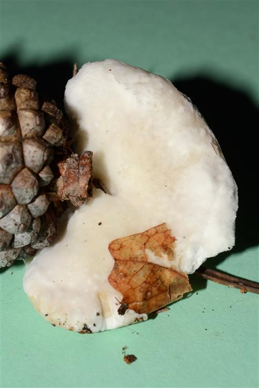 Oligoporus? (Postia stiptica)