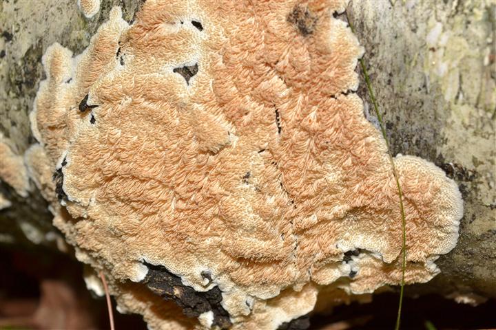 Steccherinum ochraceum? (Steccherinum bourdotii)