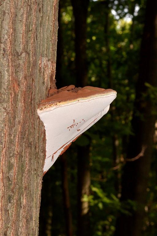 Ganoderma, quale specie?