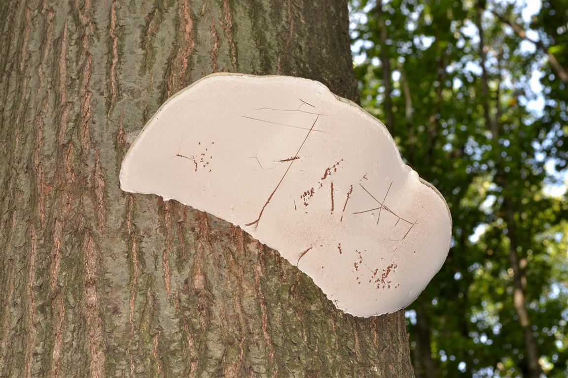 Ganoderma, quale specie?