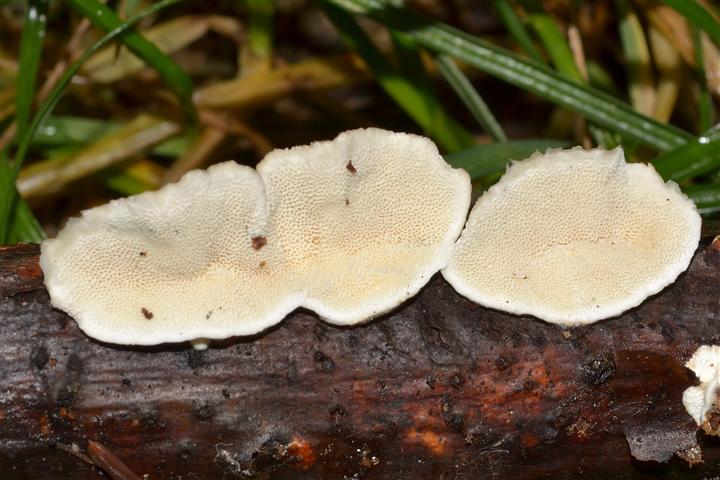 Piccola Polyporacea da determinare (Trametes ochracea)