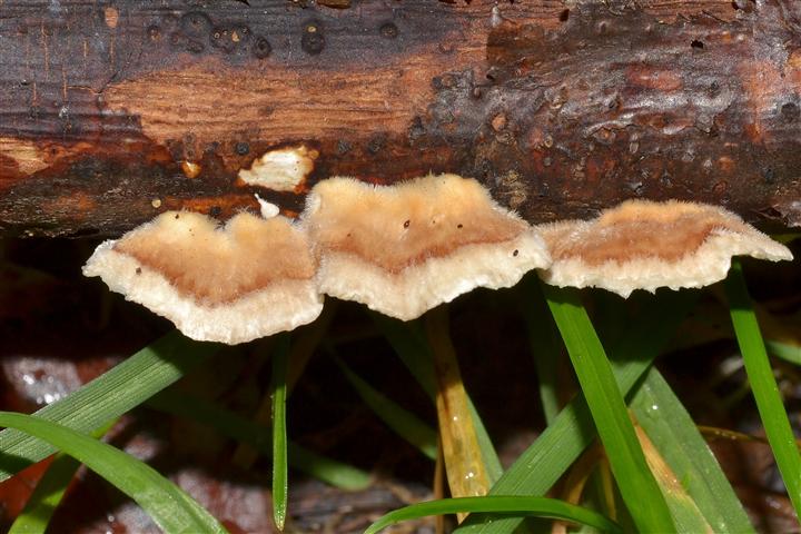 Piccola Polyporacea da determinare (Trametes ochracea)