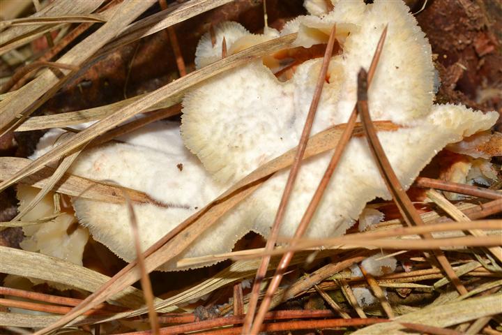 Merulius tremellosus (Phlebia tremellosa)