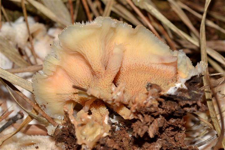 Merulius tremellosus (Phlebia tremellosa)