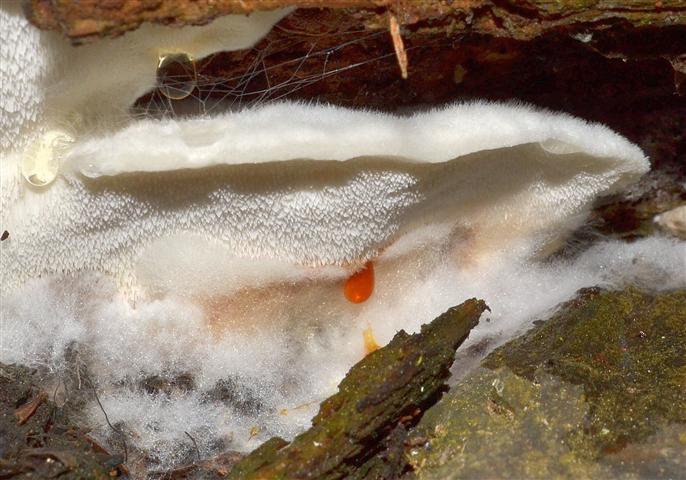 Oligoporus (un''altro)?