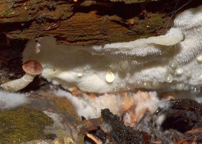 Oligoporus (un''altro)?