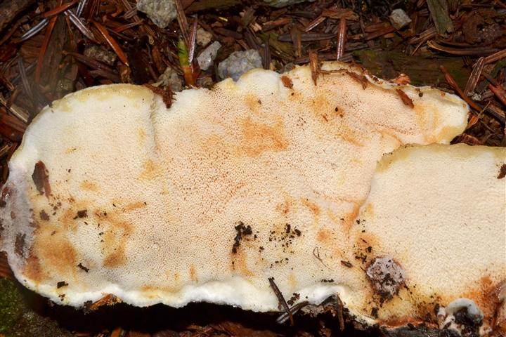 Oligoporus (un''altro)?