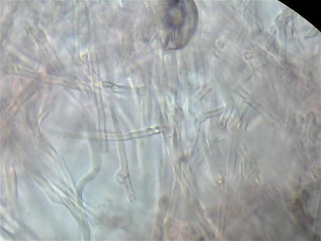 Oligoporus? (Postia stiptica)