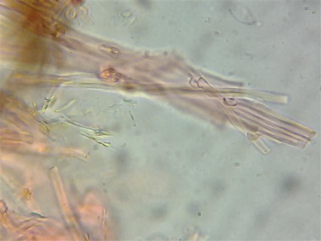 Oligoporus? (Postia stiptica)