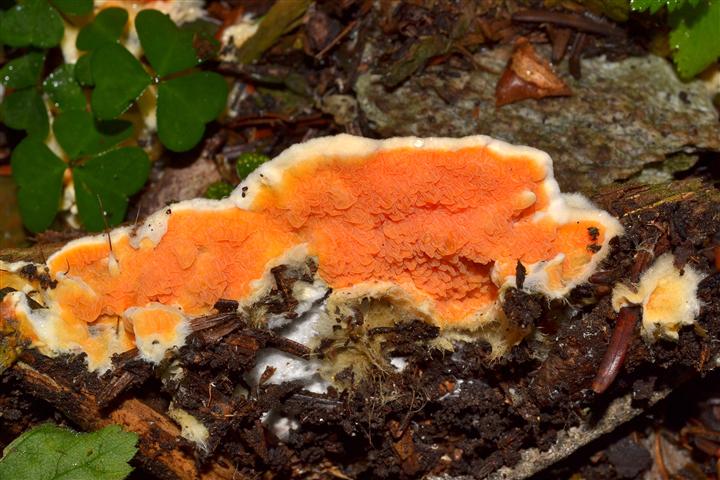 Leucogyrophana sp. (Leucogyrophana romellii)