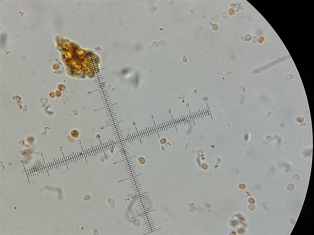 Steccherinum ochraceum? (Steccherinum bourdotii)