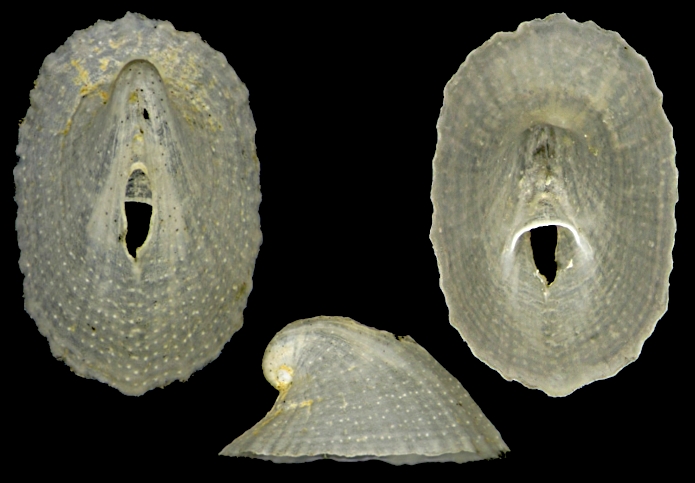 Puncturella noachina?= Fissurella nubecula juvenis