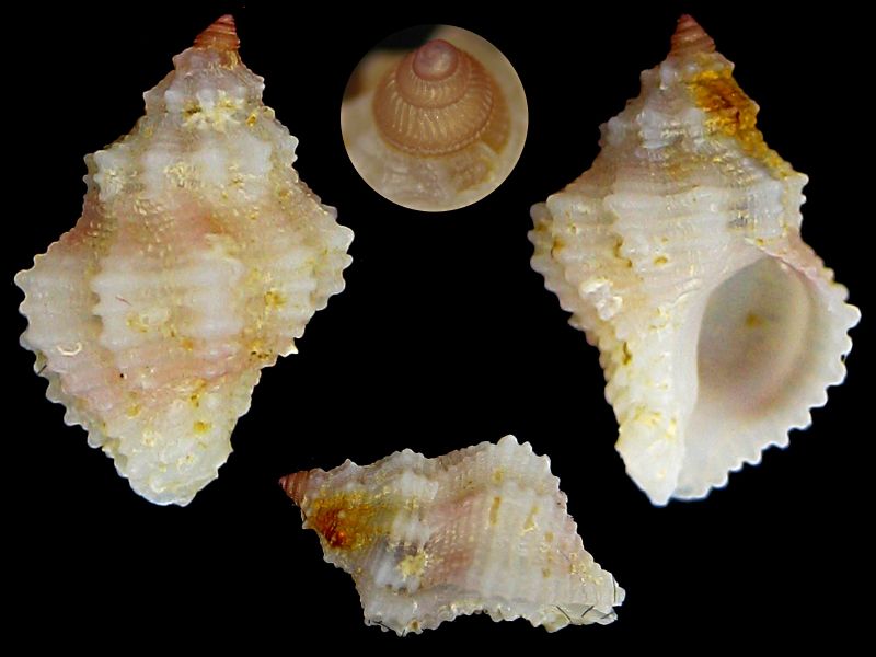 coralliophila cf ahuiri