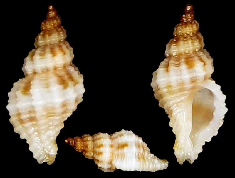 ocinebrina cf paddeui