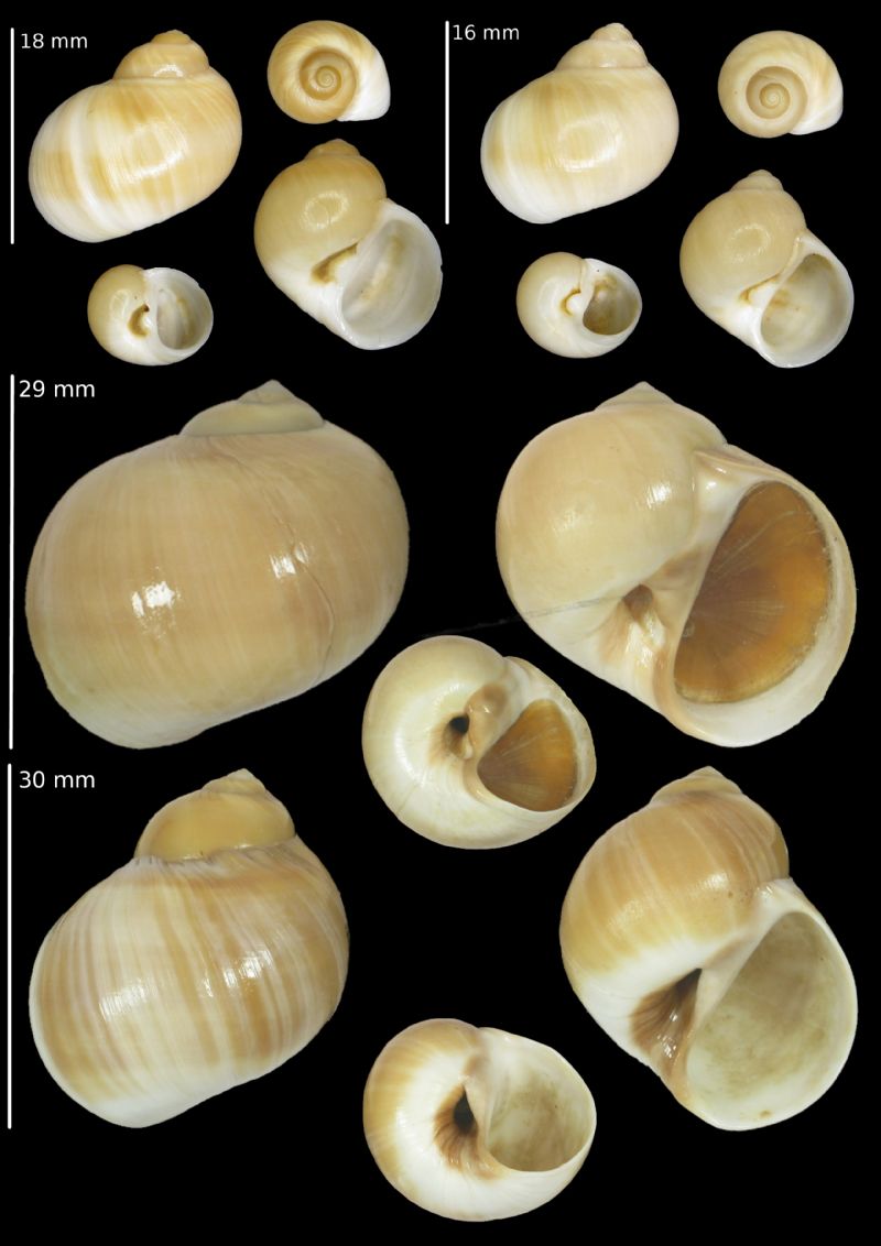 Cryptonatica operculata